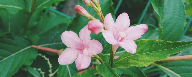 海仙花的养殖方法 海仙花的养殖方法和管理