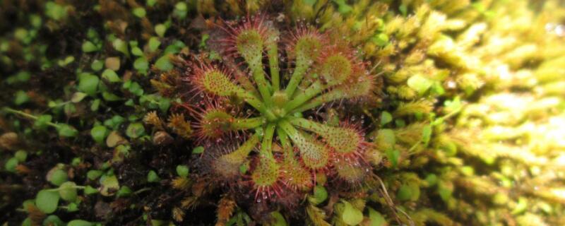 食虫植物怎样捕虫 食虫植物怎样捕虫子