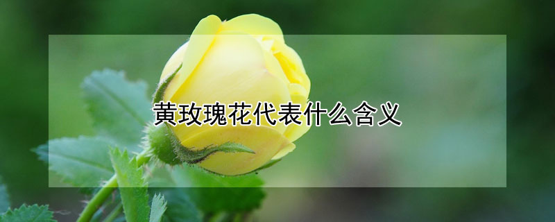 黄玫瑰花代表什么含义 粉玫瑰花代表什么含义