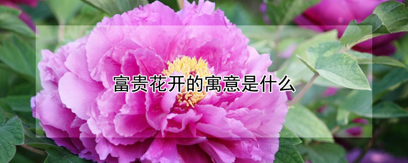 富贵花开的寓意是什么（富贵花开的寓意是什么呢）