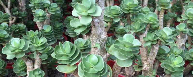 金钱木的养殖方法（多肉植物金钱木的养殖方法）