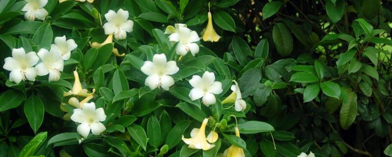 如何让非洲茉莉开花（如何让非洲茉莉开花多）