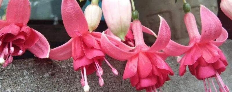 倒挂金钟花怎么养（倒挂金钟花怎么养殖方法）
