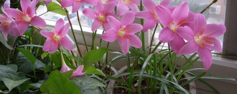 韭莲花的养殖养护方法（韭莲花的养殖养护方法韭莲花图片）
