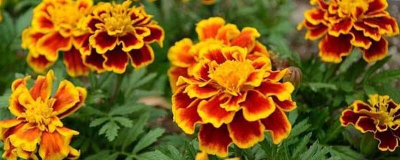孔雀草怎么播种（孔雀草播种到开花需要多久）