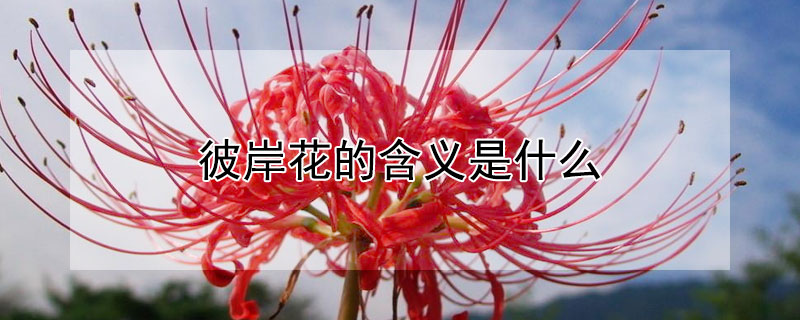 彼岸花的含义是什么 彼岸花一生只爱一人