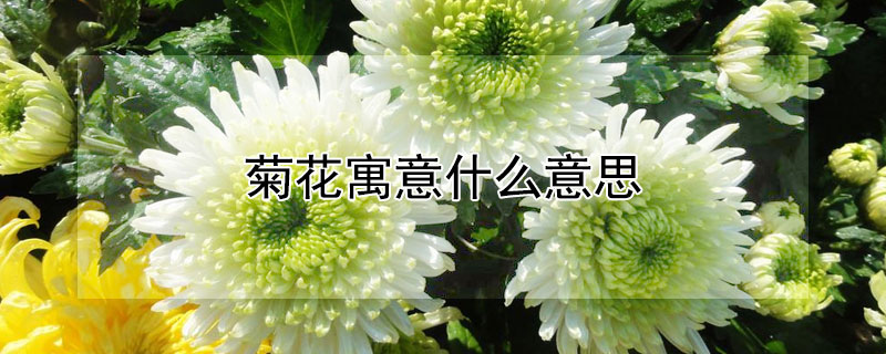 菊花寓意什么意思 菊花寓意什么?