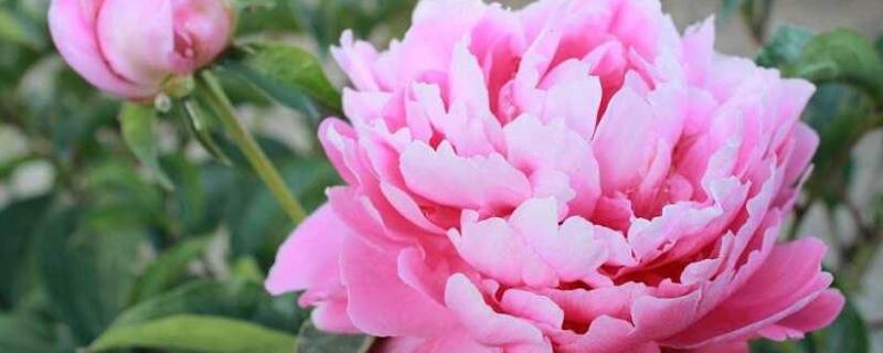 盆栽芙蓉牡丹怎么养 盆栽芙蓉牡丹怎么养护和管理