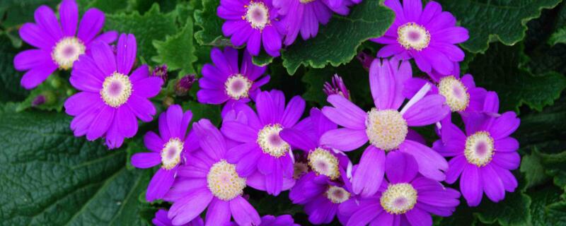 瓜叶菊开完花后怎么处 瓜叶菊开完花后怎么处理
