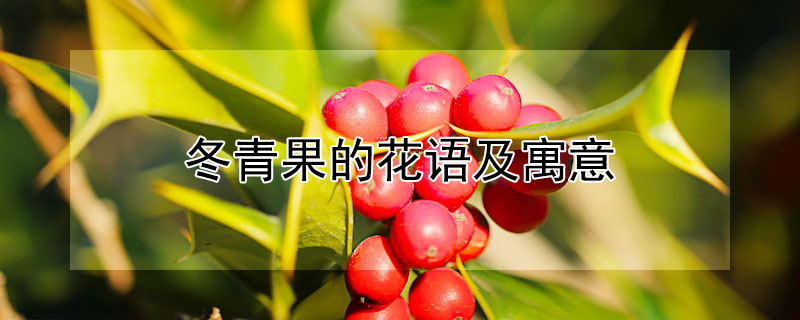 冬青果的花语及寓意（冬青果的花语寓意象征是什么）