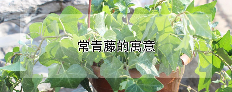 常青藤的寓意（常青藤的寓意与象征意义）
