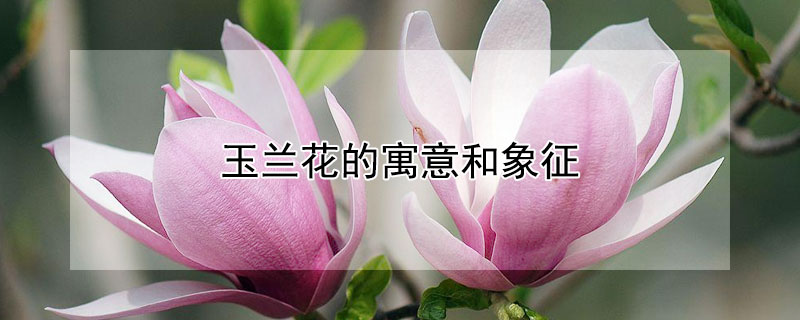 玉兰花的寓意和象征（和田玉玉兰花的寓意和象征）