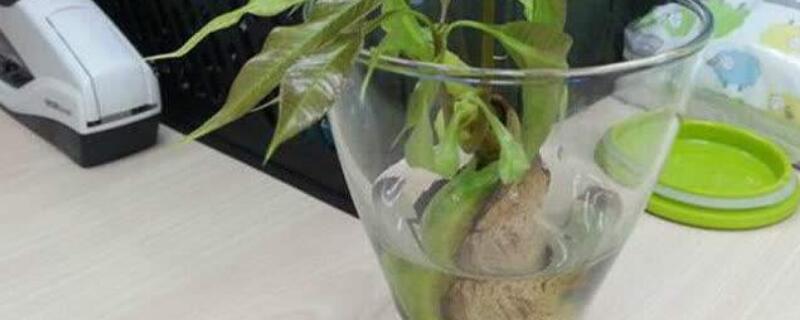芒果水培方法 芒果怎么水培视频教程