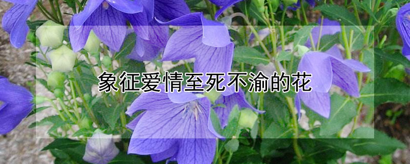 象征爱情至死不渝的花 象征爱情至死不渝的花或者树