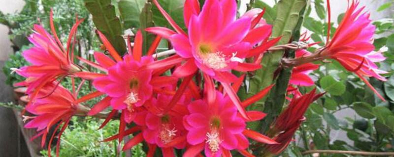 令箭荷花夏天怎么养护（令箭荷花夏季怎么养护）