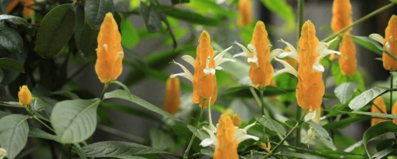 金苞花修剪方法（金苞花修剪方法图片）