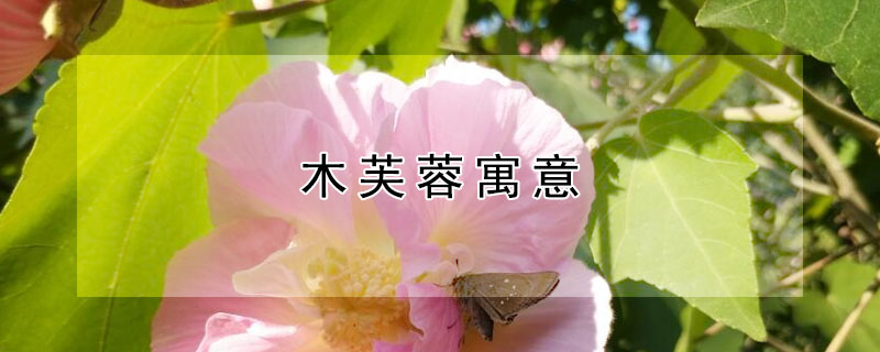 木芙蓉寓意（木芙蓉寓意着什么意思）