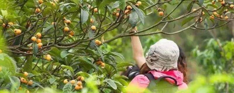 树上的枇杷怎么摘 5类人不宜吃枇杷