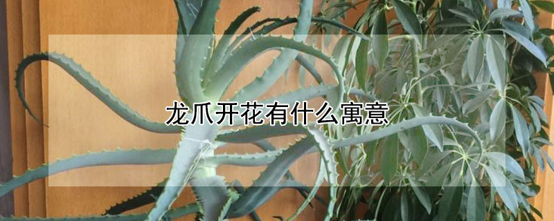 龙爪开花有什么寓意 龙爪开花有什么寓意嘛