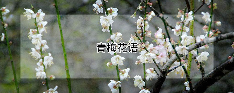 青梅花语（青梅花期）