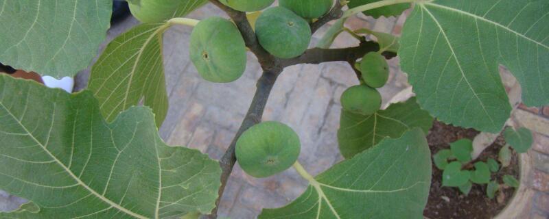 盆栽无花果树的栽培与管理（盆栽无花果树的栽培与管理技术）