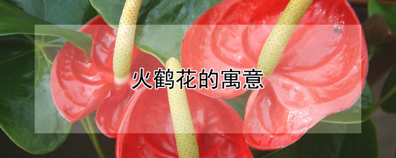 火鹤花的寓意 火鹤花的寓意是什么