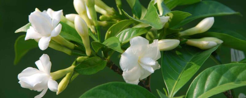 狗牙花掉花苞怎么回事（狗牙花掉花苞怎么回事儿）