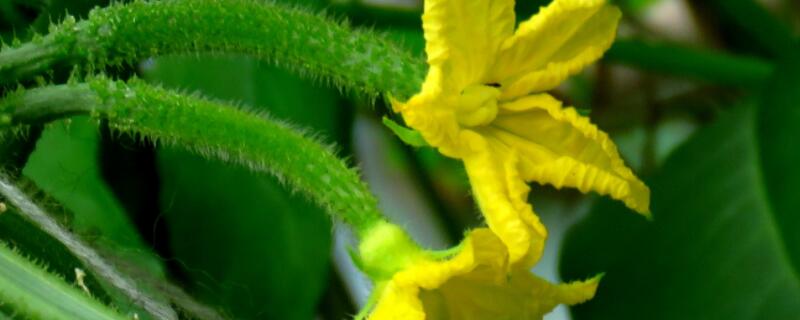 顶花小黄瓜是什么品种 顶花小黄瓜怎么做好吃