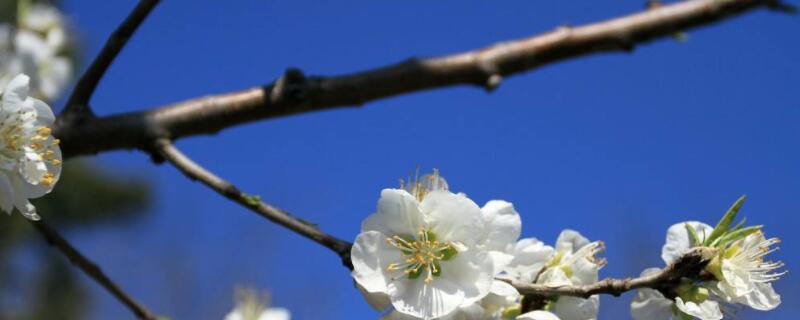 梨树开花期间如何防冻伤（梨树花期怎样防冻）