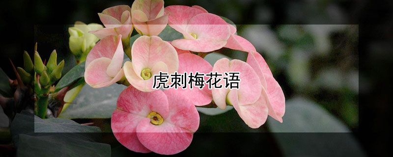 虎刺梅花语 虎刺梅花语象征与寓意