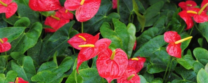 花烛怎么养 花烛怎么养才长得好