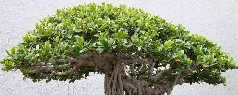 榕树盆景叶子发黄掉叶（榕树盆景叶子发黄掉叶用什么药）