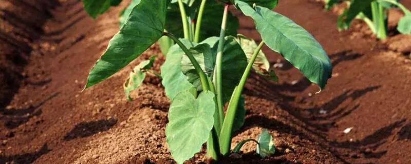 芋头怎么种什么时候种 芋头种法?什么季节种?