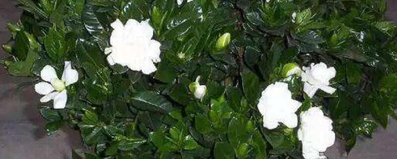 小叶栀子花怎样浇水（小叶栀子花多久浇一次水）