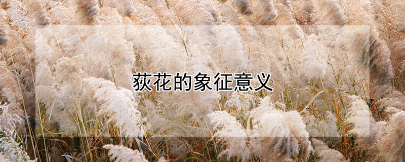 荻花的象征意义（荻花象征什么）