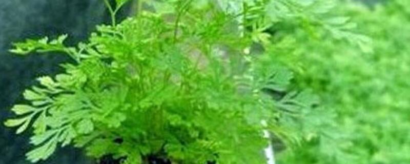 狼尾蕨怎么分株（狼尾蕨怎么分株?）