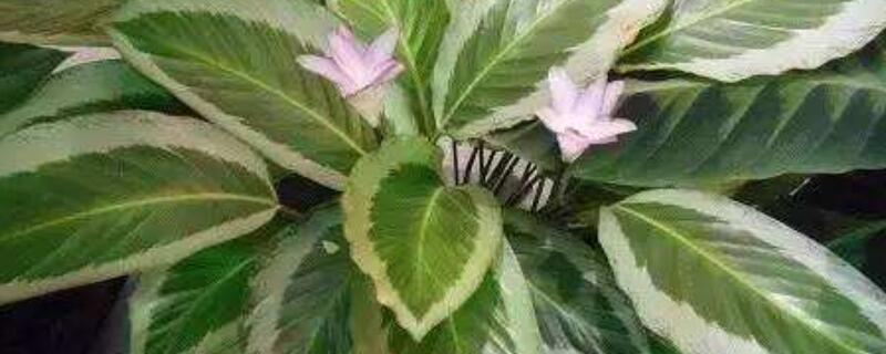 竹芋怎么浇水 孔雀竹芋怎么浇水