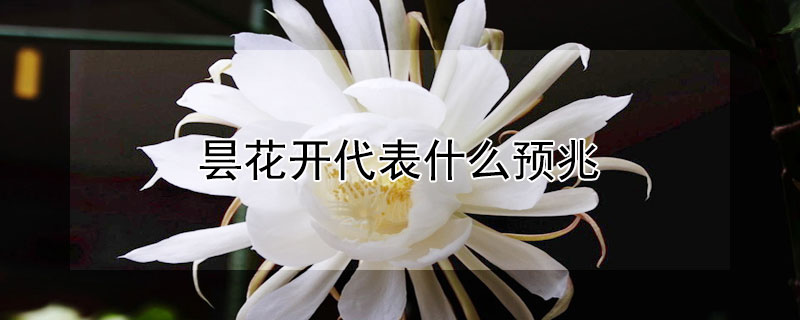 昙花开代表什么预兆 昙花开意味着什么