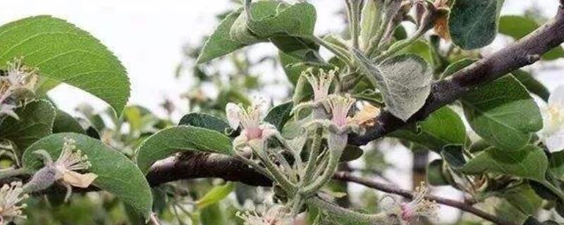 修剪花枝的技巧（修剪花枝的技巧十字剪）
