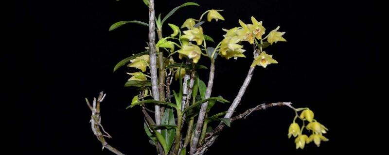 石斛开花后怎样管理（石斛开花以后怎么处理）