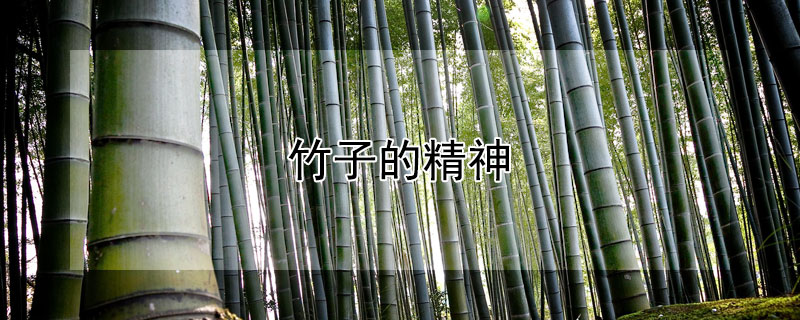 竹子的精神（竹子的精神品质象征意义）