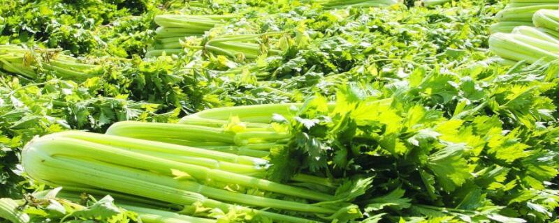 4月种什么菜（4月种什么菜蔬菜最合适）