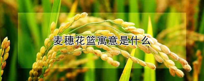 麦穗花篮寓意是什么（麦穗花篮寓意是什么呢）