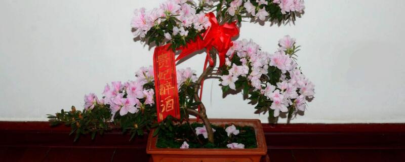映山红怎么修剪造型（映山红修剪造型视频）