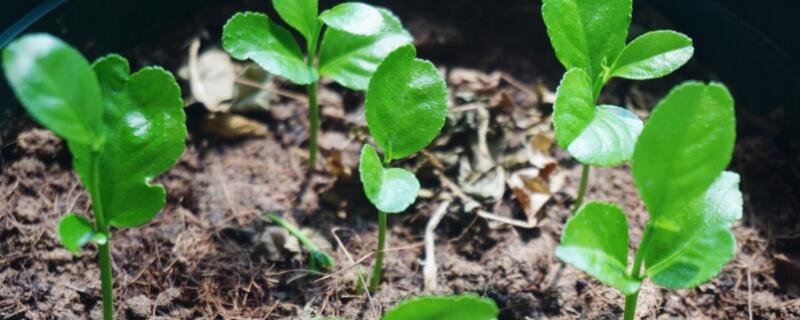 用柠檬籽种几年能结果（柠檬怎么种植盆栽）
