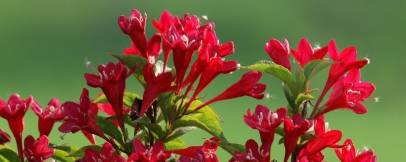 锦带花什么时候移栽（锦带花什么时候移栽好）