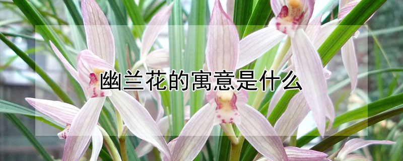 幽兰花的寓意是什么 幽兰花图片