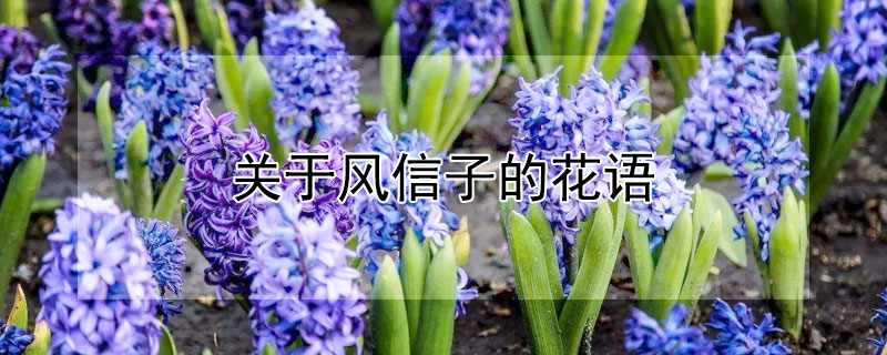 关于风信子的花语（关于风信子的花语有哪些）