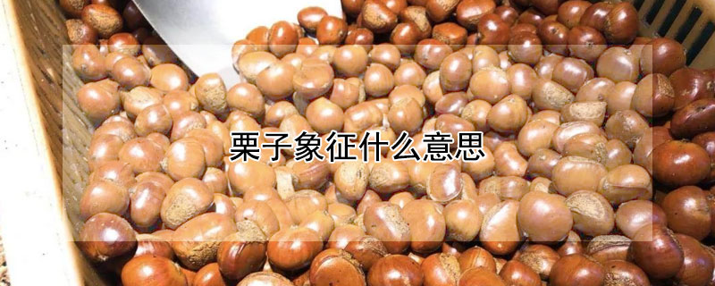 栗子象征什么意思 栗子 象征