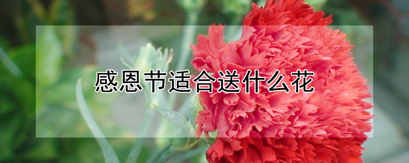 感恩节适合送什么花（感恩节适合送什么花给男朋友）